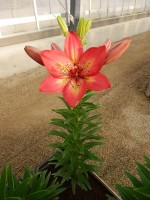 [4017 Arsenal No101.JPG]